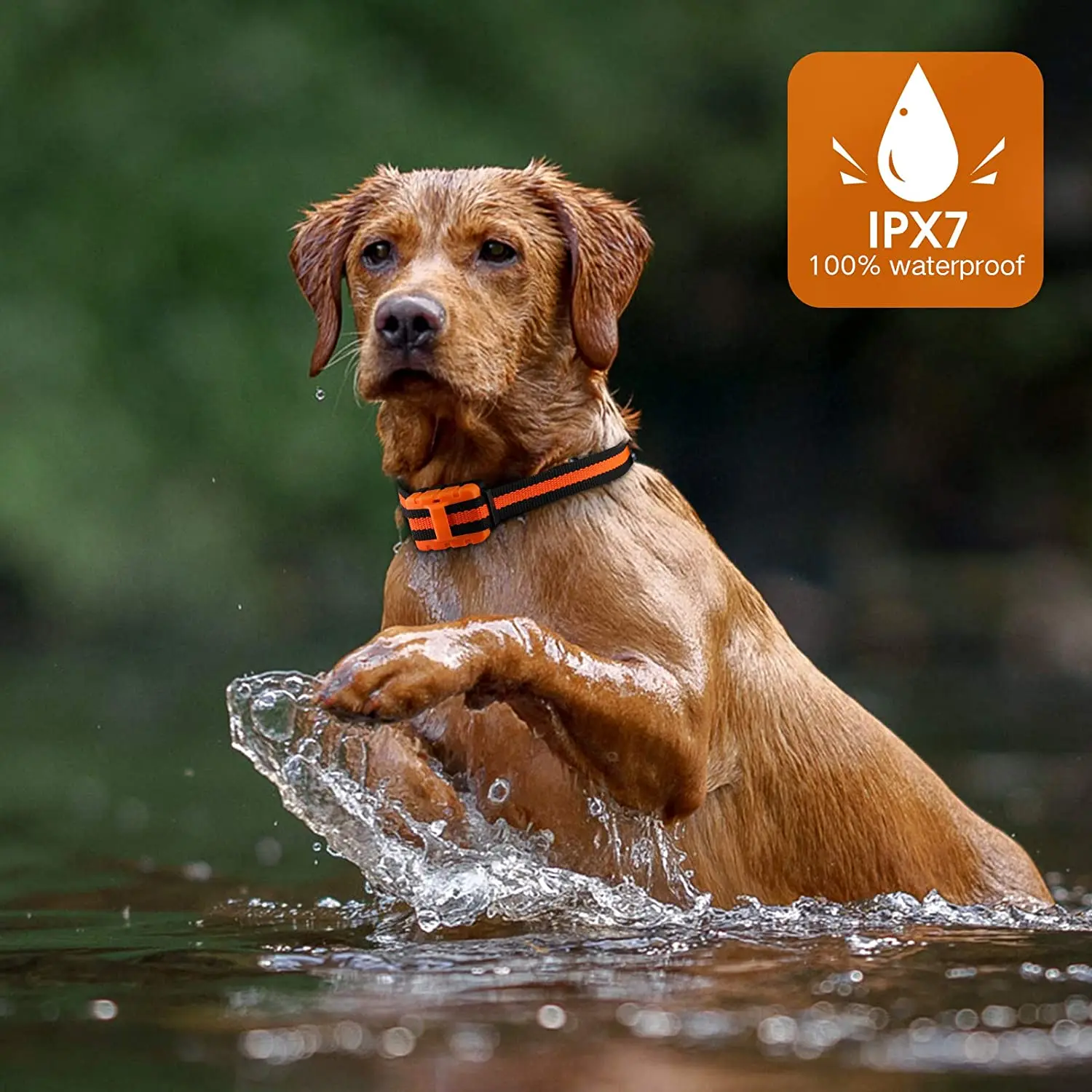 Dog Training Collar Waterproof Rechargeable Shock Collars for Dog with Remote Training Beep Vibration Shock, Electric Dog Collar - Image 5