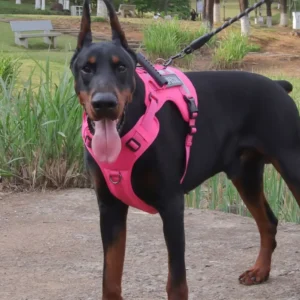 Cat Supplies Reflective Dog Leash Set Anti Escape Breathable Large Dog Harness Vest No Pull Adjustable Pet Chest Strap Puppy
