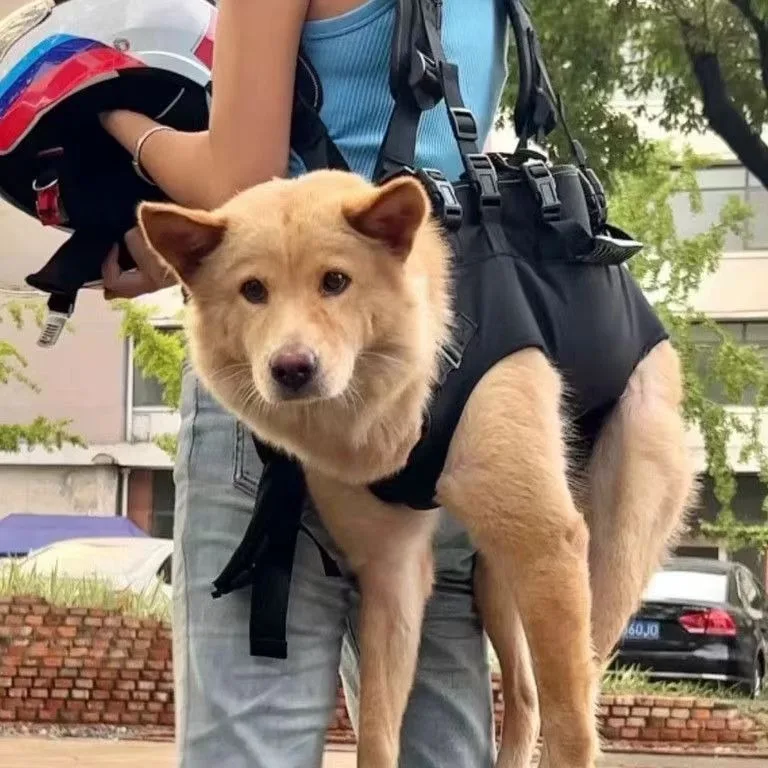 Pet Travel Backpack(3 sizes) Shoulder Carrier Outdoor Hiking Walking Durable Comfortable Oxford Fabric Dog/Cat Carrier - Image 3