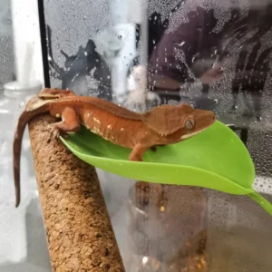 Climbing Pet Suspended Nest Lizard Hideout Simulating Plant Leaves Reptile Habitat Basking Area Resting Terrace with Suction Cup