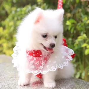 Dog Harness Vest Soft Breathable Dog Harness Nylon clothes leash for Dogs Puppy Collar Cat Pet Dog Chest Strap