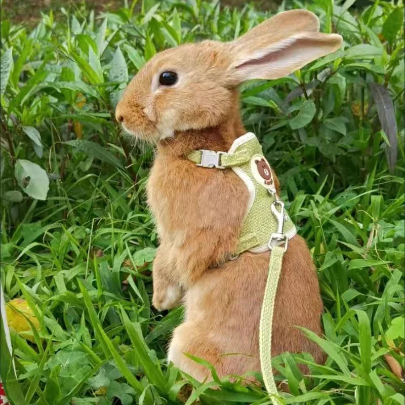 new type Cute Rabbit Harness and Leash Set Bunny Pet Accessories Vest Harnesses Rabbit Leashes for Outdoor Walking Pets Supplies - Image 2