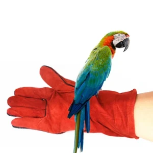 Bird Parrot Training Anti-bite Gloves Hamster Chewing Scratching Handling Gloves Working Safety Protective Gloves for Small Pet