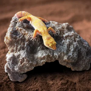 Rock Texture Reptile Hideout & Basking Platform - 3-in-1 Eco Resin Shelter for Gecko/Snake/Turtle