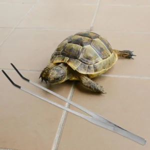 2Pcs Stainless Steel Pet Feeding Tweezers Straight Curved Reptile Feeding Tongs Aquarium Tools Gecko Lizard Bearded Dragon