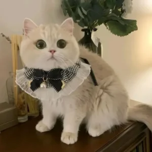 밀짚모자 Lace Bowknot Pearl Collar Cat Dog Neckerchief Pet Cats Kitten Dog Puppy String Necklace Satin New Kitten Accessories Bowtie