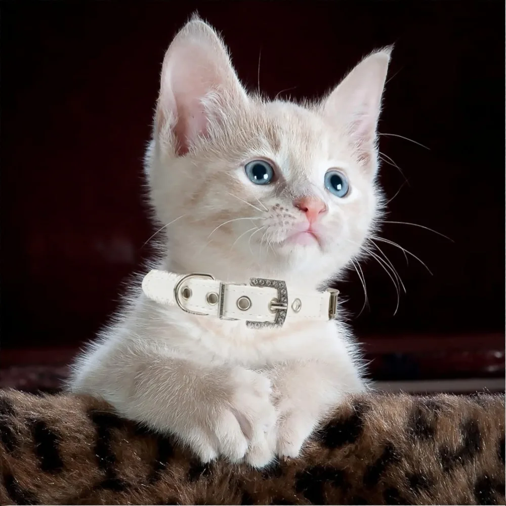 Dog Pearls Buckle Collar Leash Set Pearl Dog Collar Leash for Birthday Wedding Christmas Small Dog Pearl Chain Collar Jewelry - Image 5