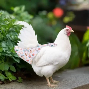 1/2Pcs Cute Cartoon Fashion Chicken Duck Vest Diaper Hen Belt Pet Traction Rope Set Comfortable Leads Pet Poultry Supplies