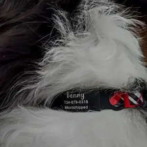 Cat Tags Slide on Pet Tag Custom Slide on Pet Id Tag Cat Name Tag Silent No Noise Slide Cat Collar Tag Gifts Name Phone Number - Image 8