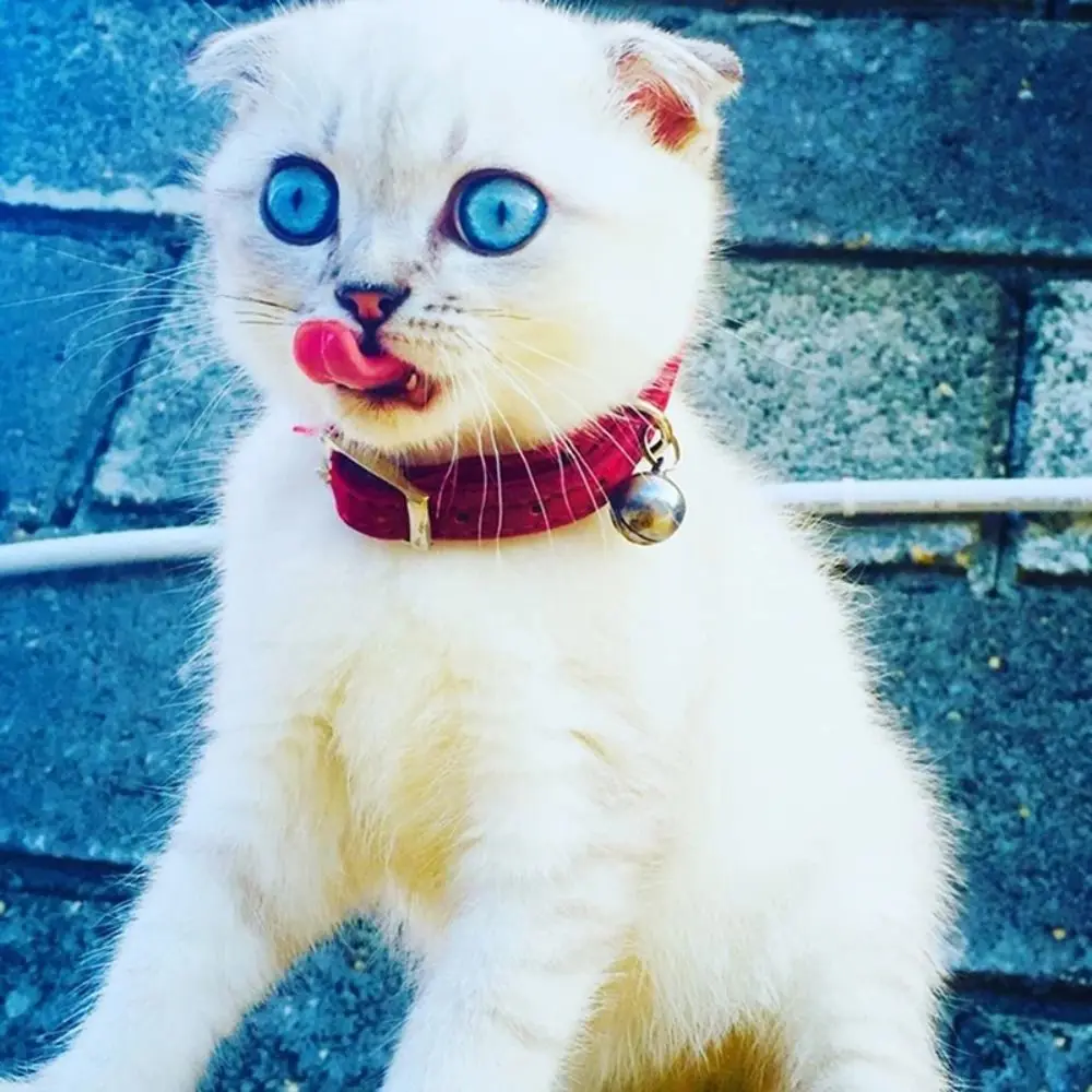 Safety Heart Bell Cat Collar Elastic Adjustable Adjustable Colored Diamonds Cat Collar Soft With Bell Dog Necklace Pet Supplies - Image 2