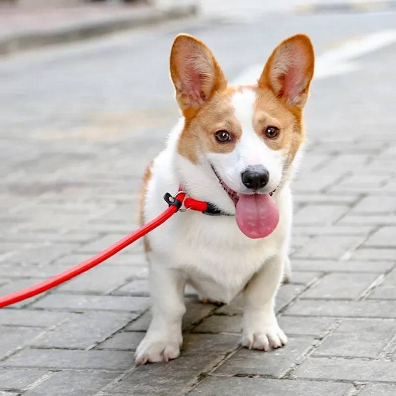 Dog Collar P Chain for Dog Walking Adjustable Dogs Collar P Rope Pet Collars Nylon Dogs Harness Puppy Training Rope Pet Supplies - Image 3