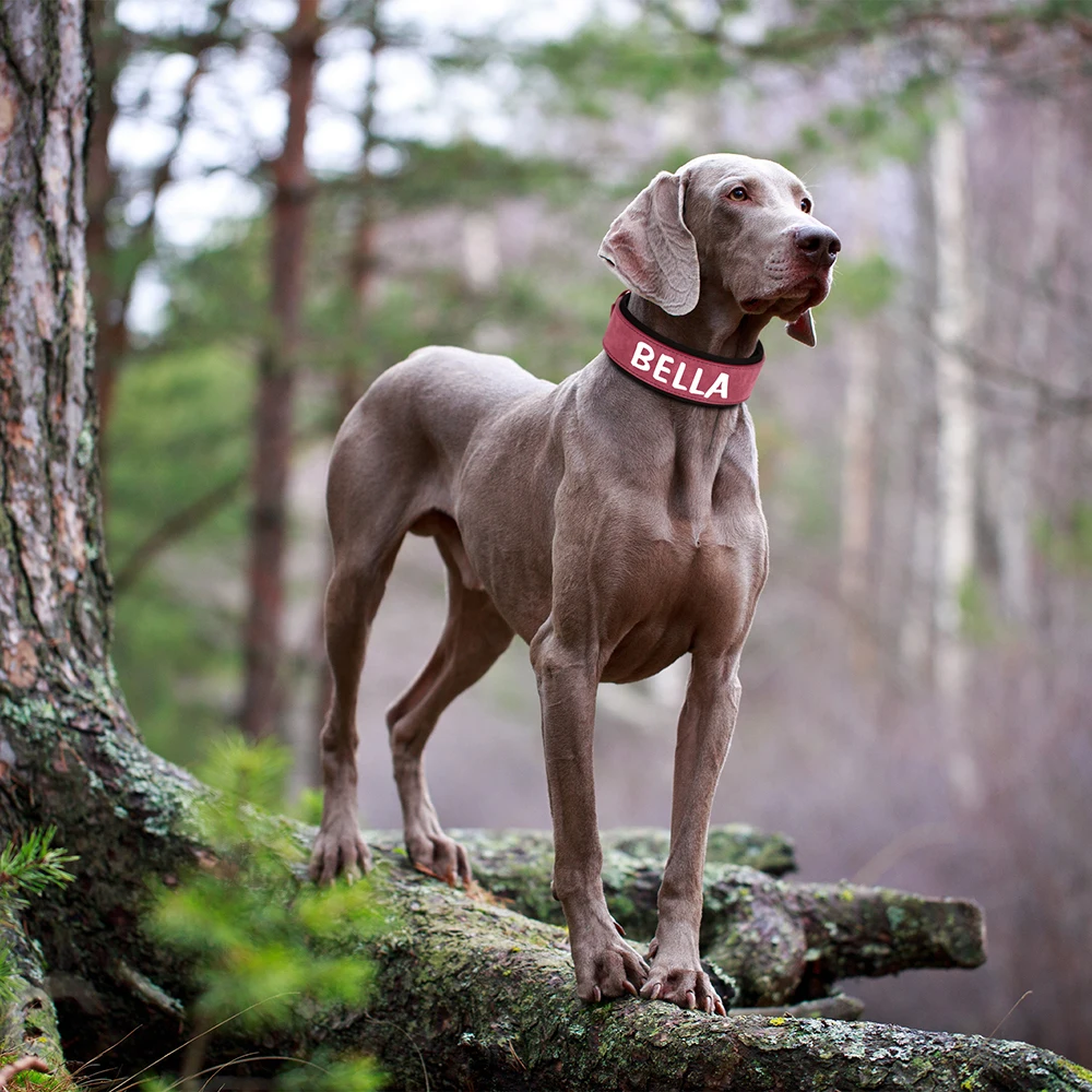 Custom Print Dog Collar Wide Leather Dogs Name Collars Large Soft Padded Pet Dog Collars For Medium Large Dogs Free Print Pink - Image 5