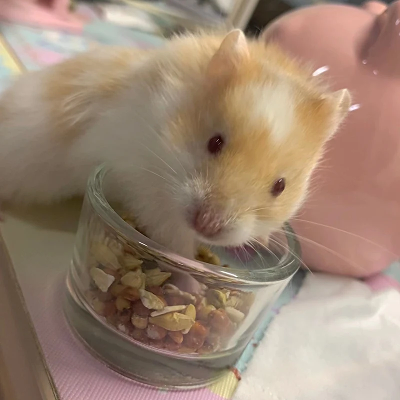 Hamster Food Bowl Transparent Glass Dish Hamster Feeding Dish and Water Bowl Small Pets Feeder Pet Supplies - Image 5