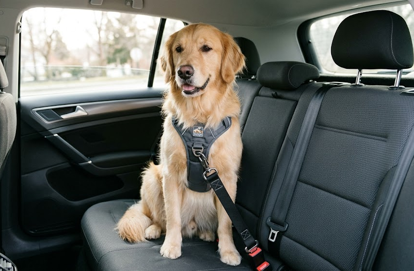 Dog wearing a harness connected to a seat belt restraint in a car back seat